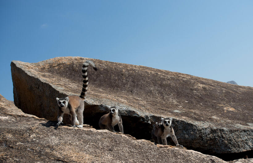 A scene from "Island of Lemurs: Madagascar."