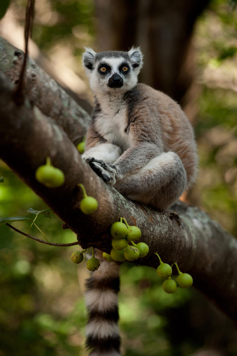 A scene from "Island of Lemurs: Madagascar."