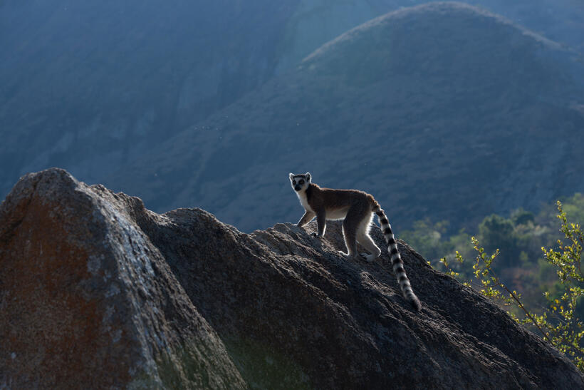 A scene from "Island of Lemurs: Madagascar."