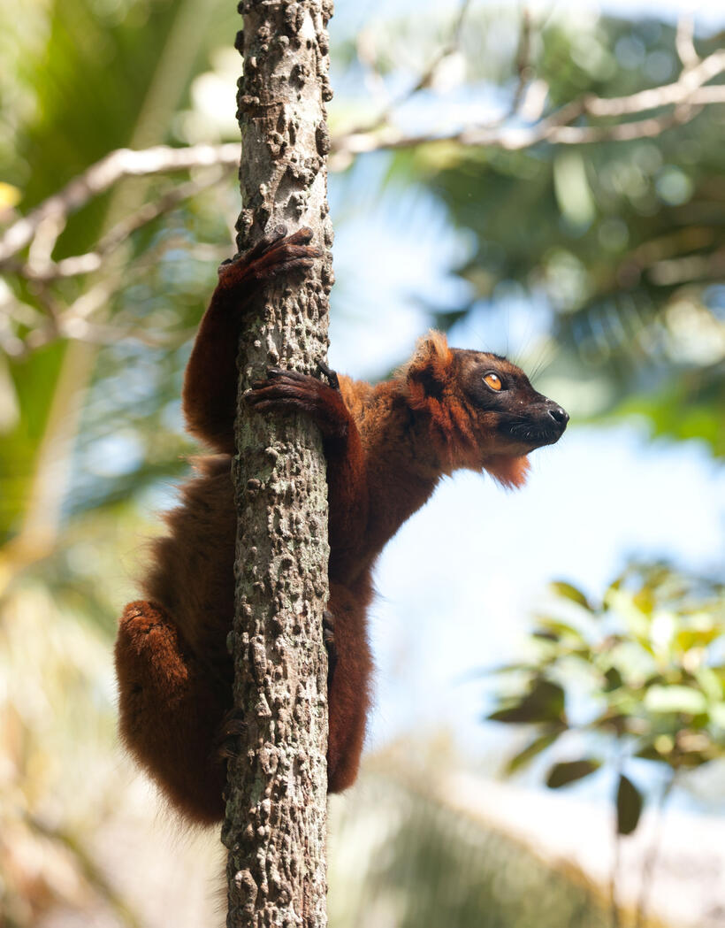 A scene from "Island of Lemurs: Madagascar."