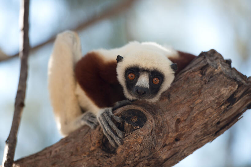 A scene from "Island of Lemurs: Madagascar."