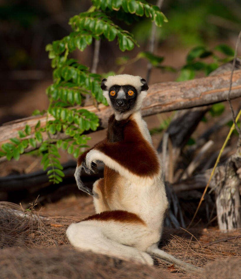 A scene from "Island of Lemurs: Madagascar."