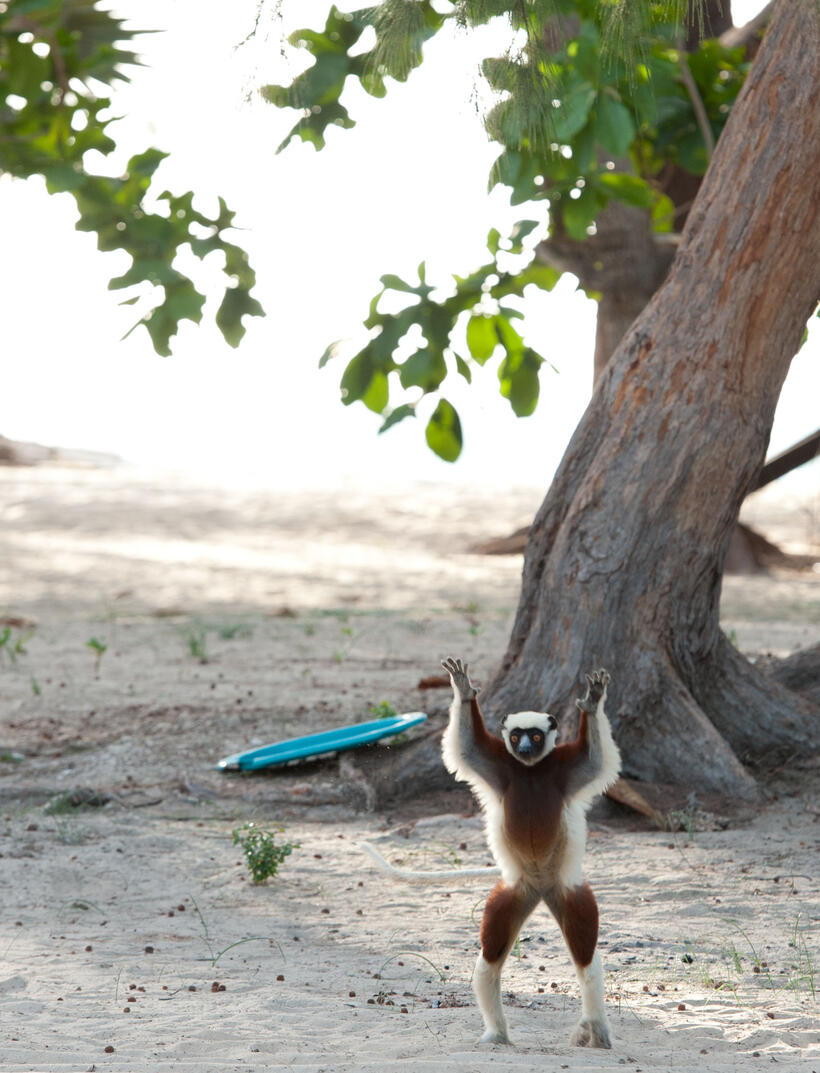 A scene from "Island of Lemurs: Madagascar."