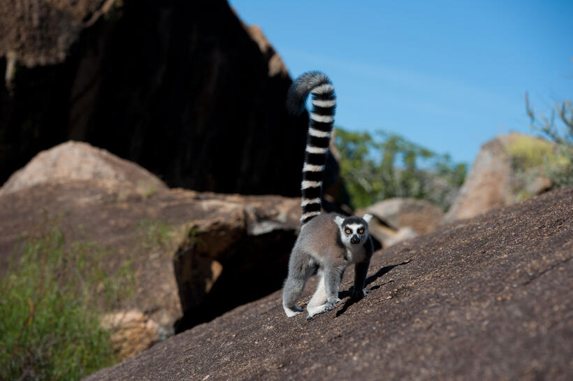 A scene from "Island of Lemurs: Madagascar."