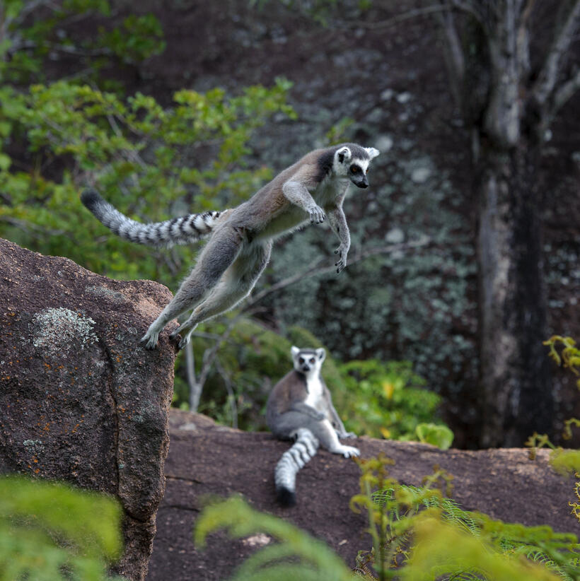 A scene from "Island of Lemurs: Madagascar."