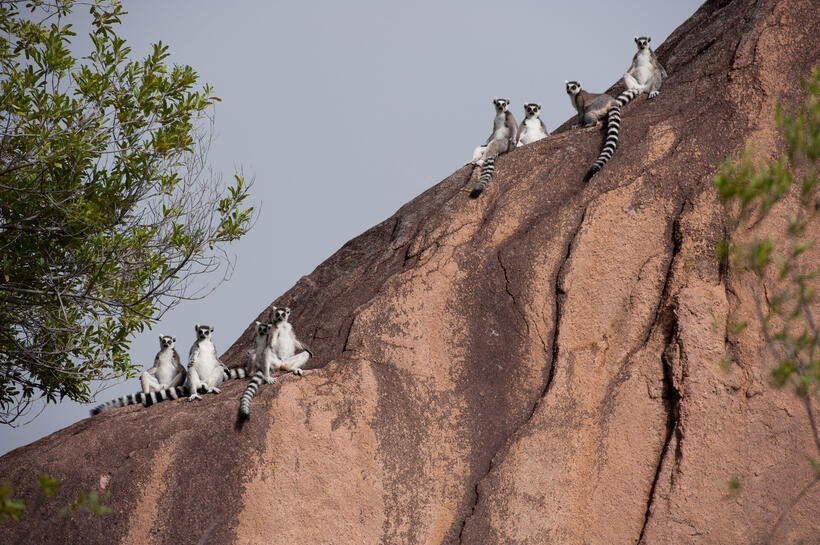 A scene from "Island of Lemurs: Madagascar."
