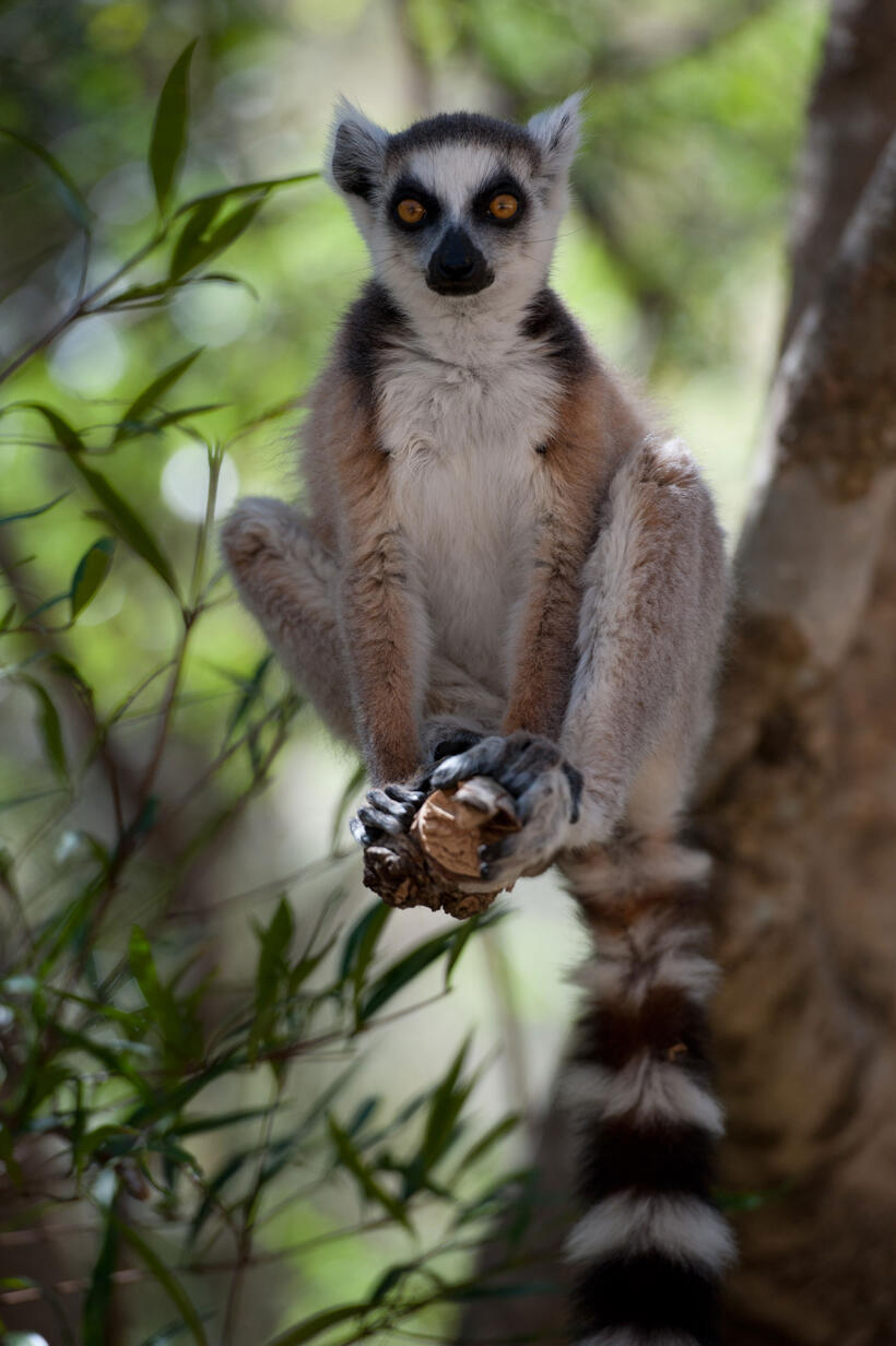 A scene from "Island of Lemurs: Madagascar."