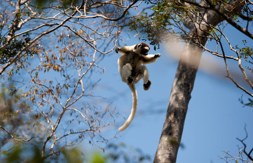 A scene from "Island of Lemurs: Madagascar."