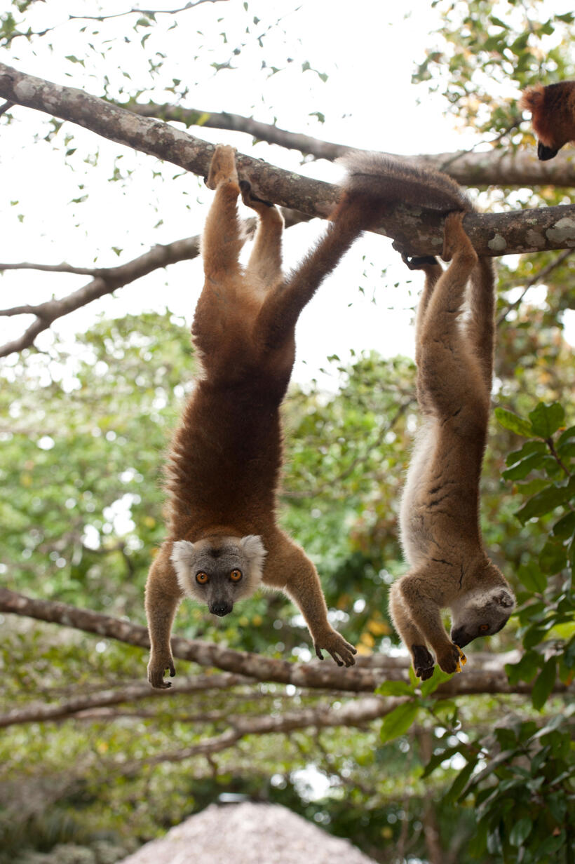 A scene from "Island of Lemurs: Madagascar."
