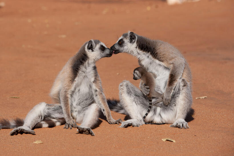 A scene from "Island of Lemurs: Madagascar."