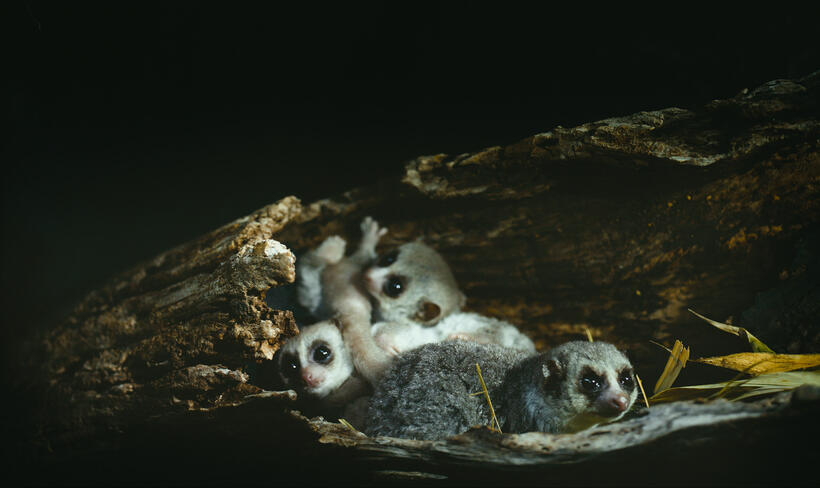 A scene from "Island of Lemurs: Madagascar."