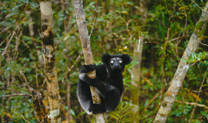 A scene from "Island of Lemurs: Madagascar."