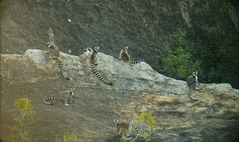 A scene from "Island of Lemurs: Madagascar."