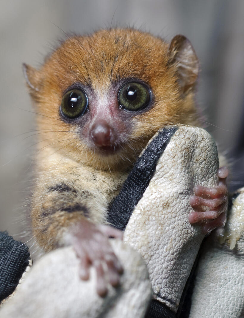 A scene from "Island of Lemurs: Madagascar."