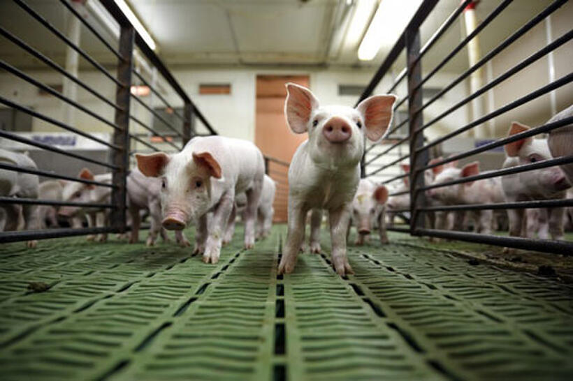 Movie still from "Farmland"