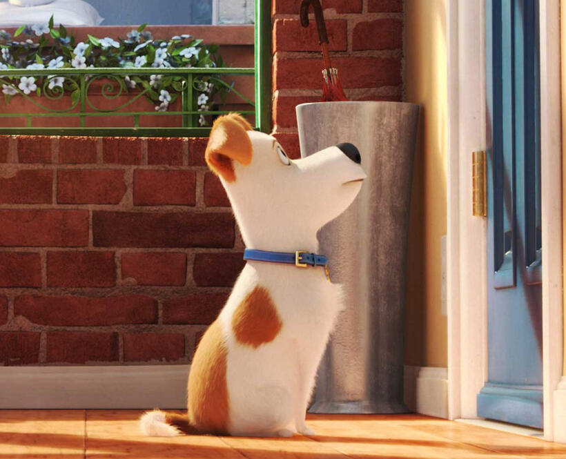 Check out the photos from "The Secret Life of Pets"
