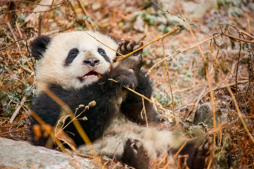 A scene from "Born in China."