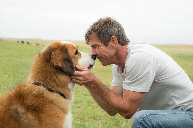 A scene from "A Dog's Purpose."