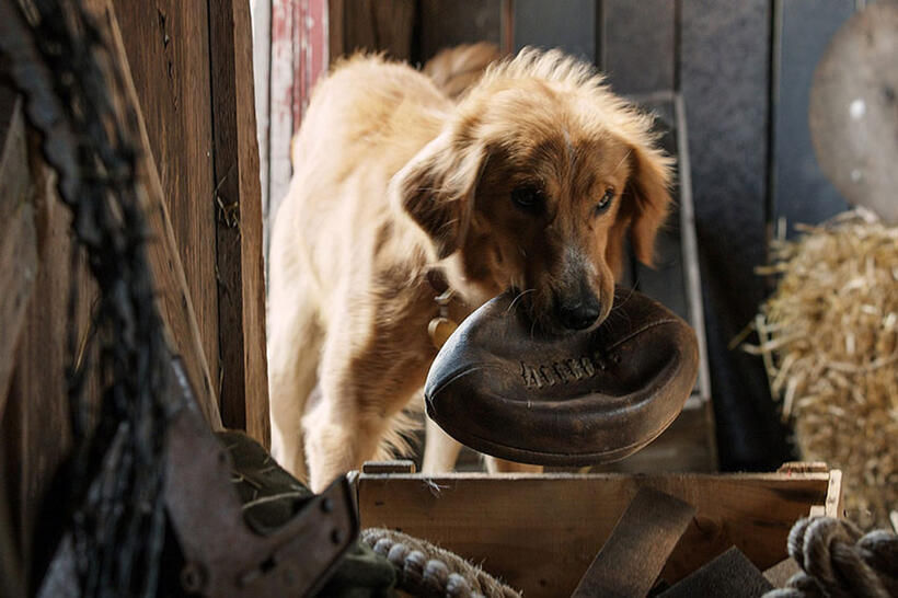 A scene from "A Dog's Purpose."