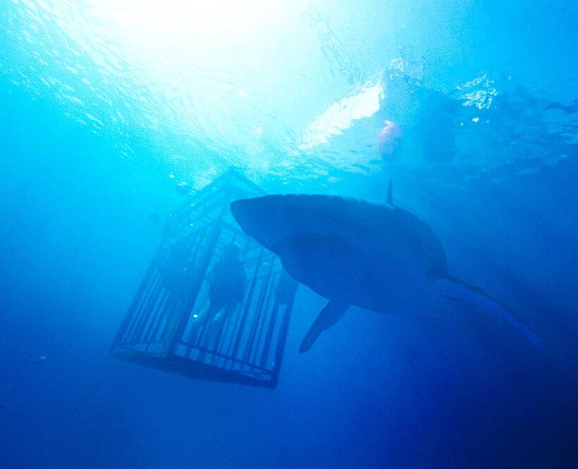 Check out these photos for "47 Meters Down"
