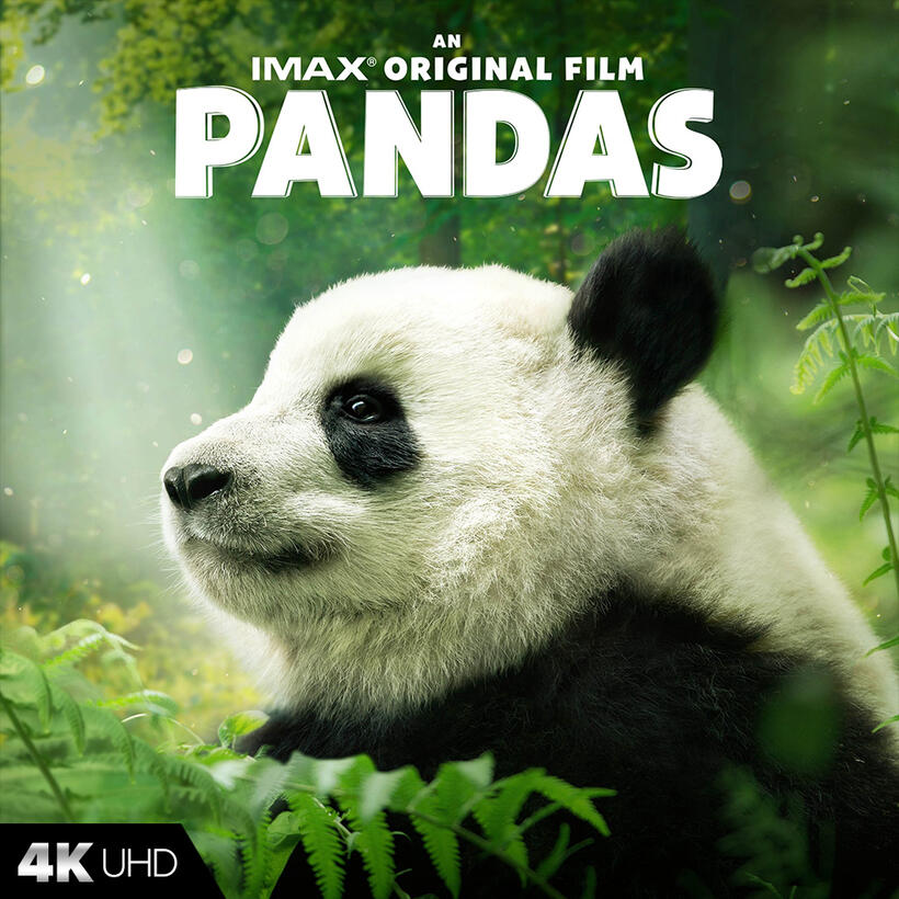 Check out these photos for "Pandas"