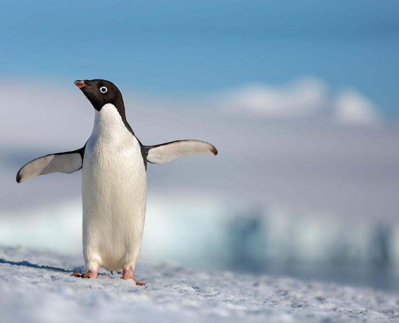 Check out these photos for "Penguins"