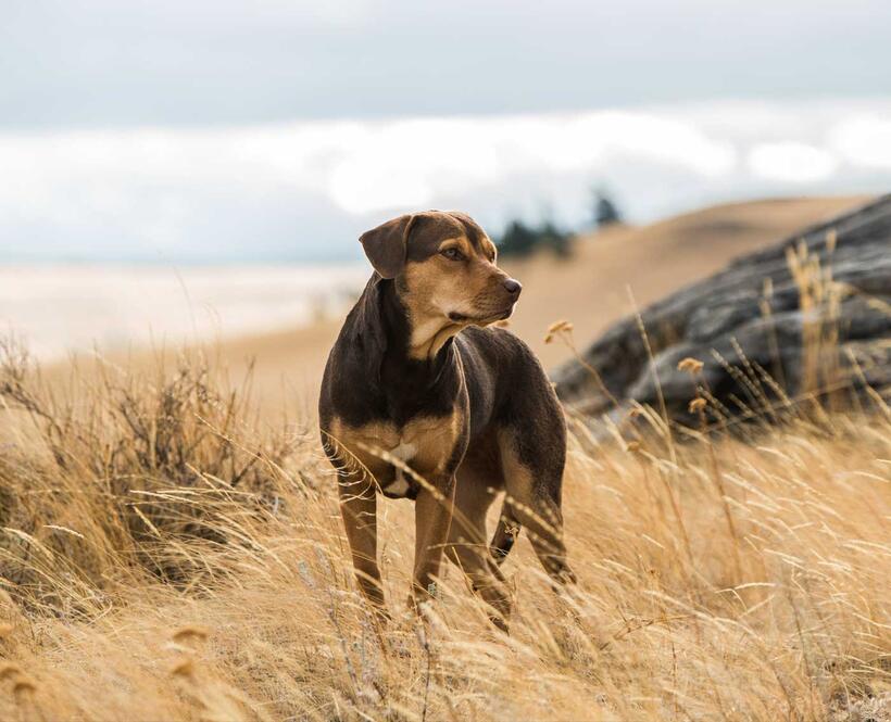 Check out these photos for "A Dog's Way Home"