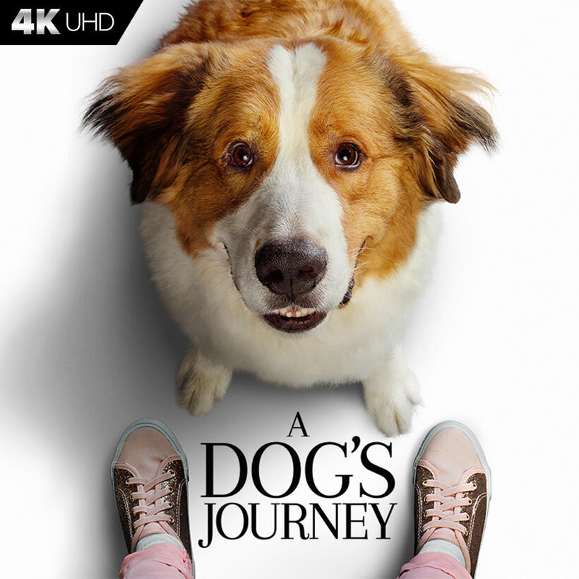 Check out these photos for "A Dog's Journey"