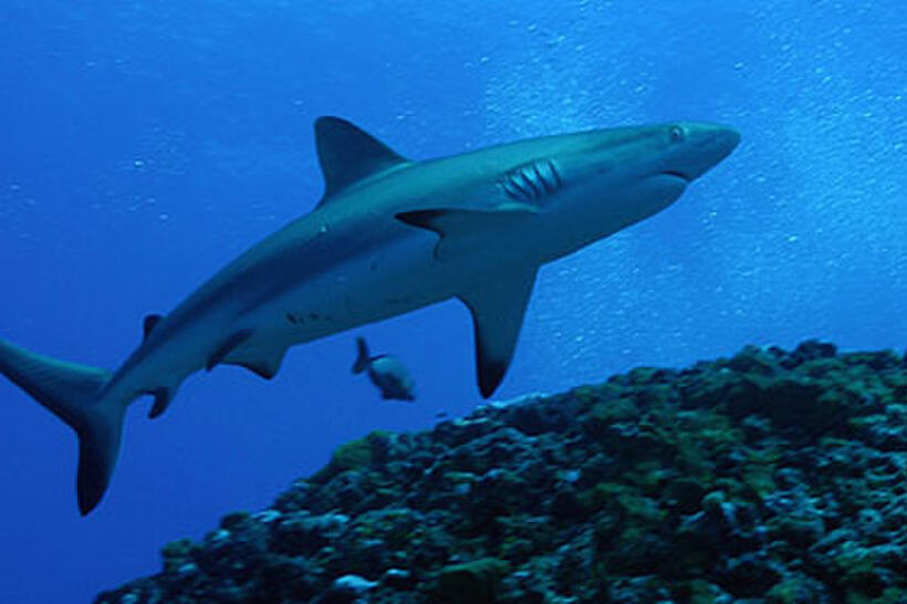 A scene from "Sharks 3D." 