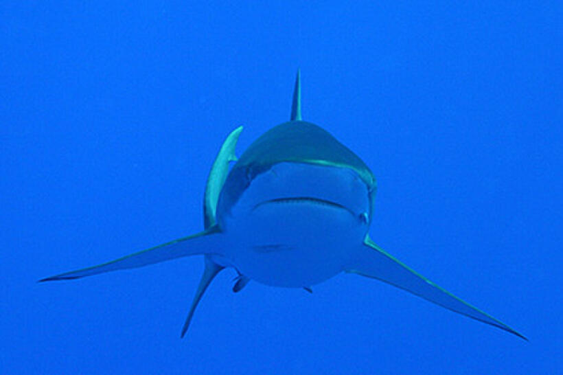 A scene from "Sharks 3D." 