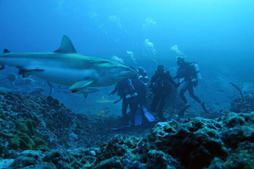 A scene from "Sharks 3D." 