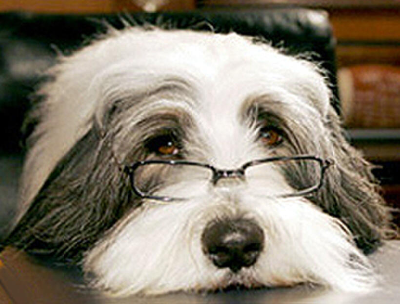 Watch the shaggy sales dog 2006 online free
