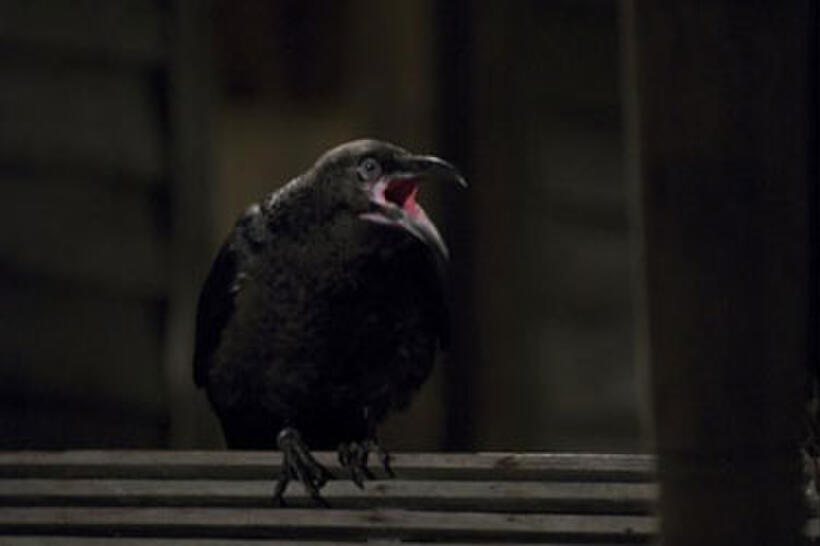 Husk Movie Tickets & Showtimes Near You | Fandango