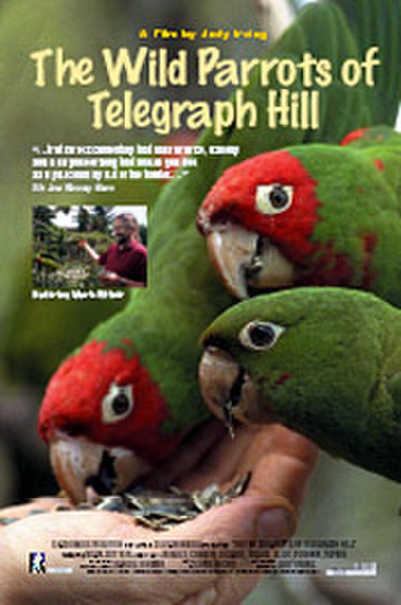 The Wild Parrots of Telegraph Hill Showtimes Fandango