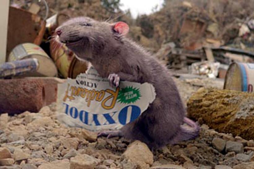 Steve Buscemi voices Templeton in "Charlotte's Web."