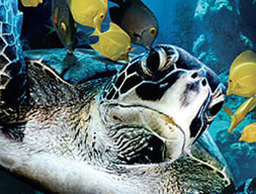 A scene from "Deep Sea 3D."