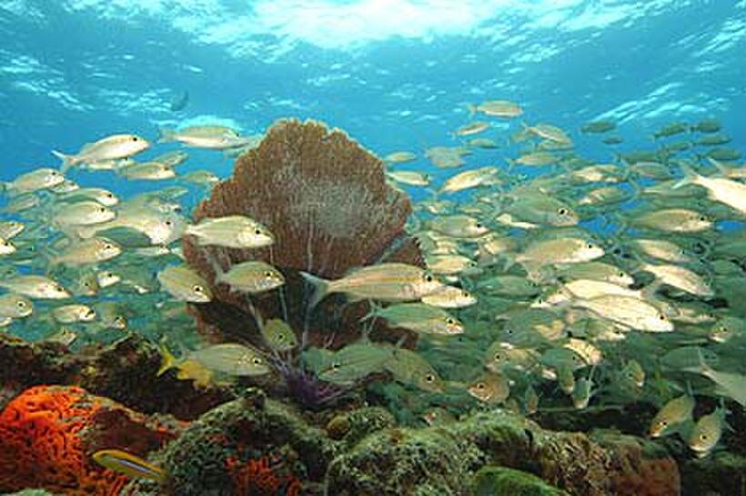 A scene from "Deep Sea 3D."