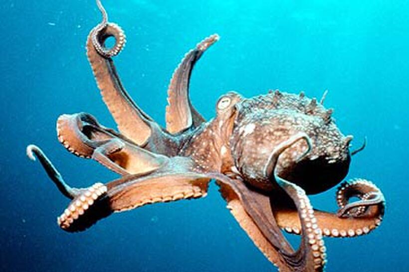 A scene from "Deep Sea 3D."