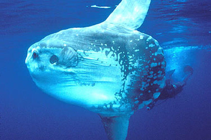 A scene from "Deep Sea 3D."