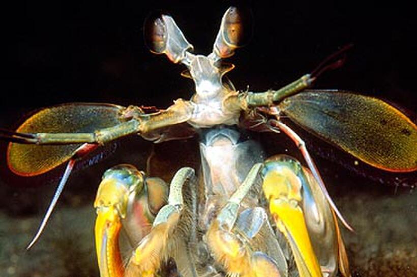 A scene from "Deep Sea 3D."