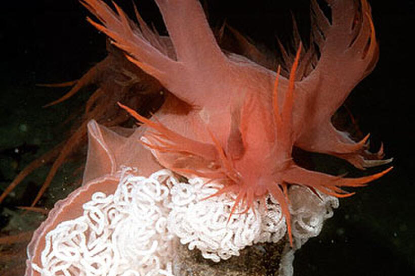 A scene from "Deep Sea 3D."