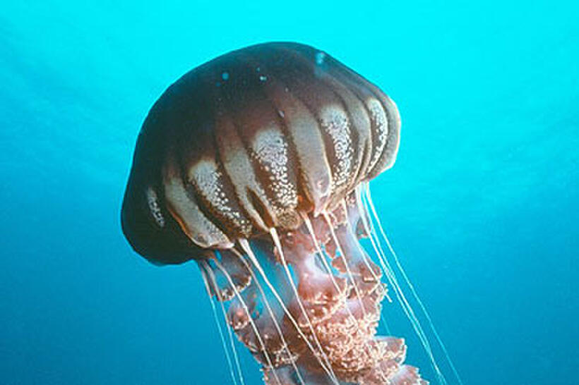 A scene from "Deep Sea 3D."