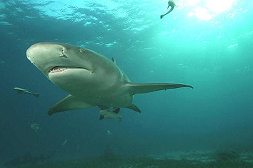 A scene from "Deep Sea 3D."