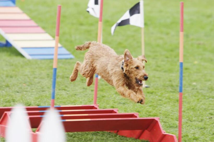Newly "adopted" by a sad sack firehouse, Rex flies through an obstacle course during an inter-firehouse competition in "Firehouse Dog."