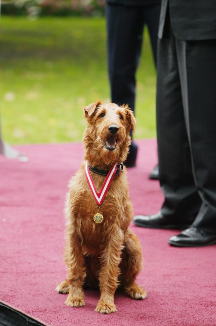 The canine star of "Firehouse Dog."