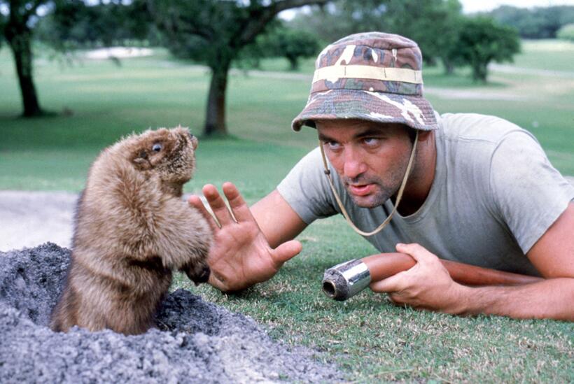 
	The Looks of Bill Murray
