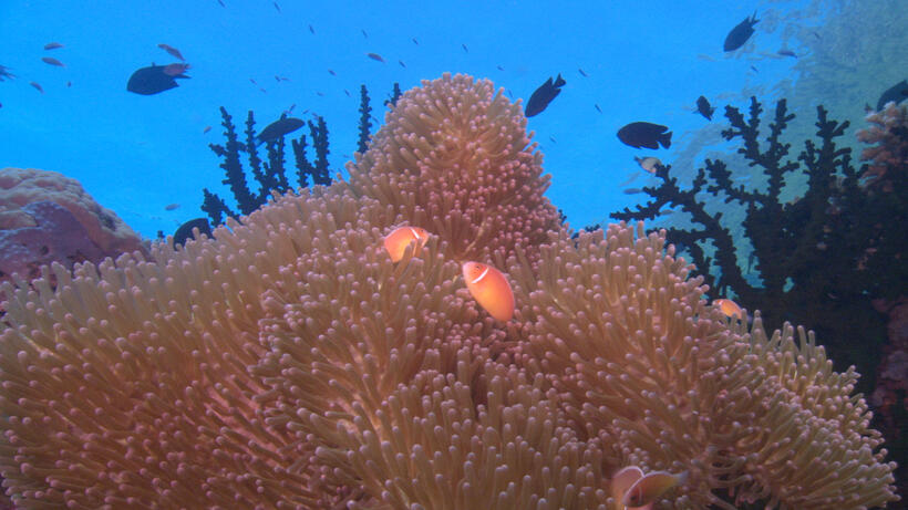 
	Our Favorite Green Movies
