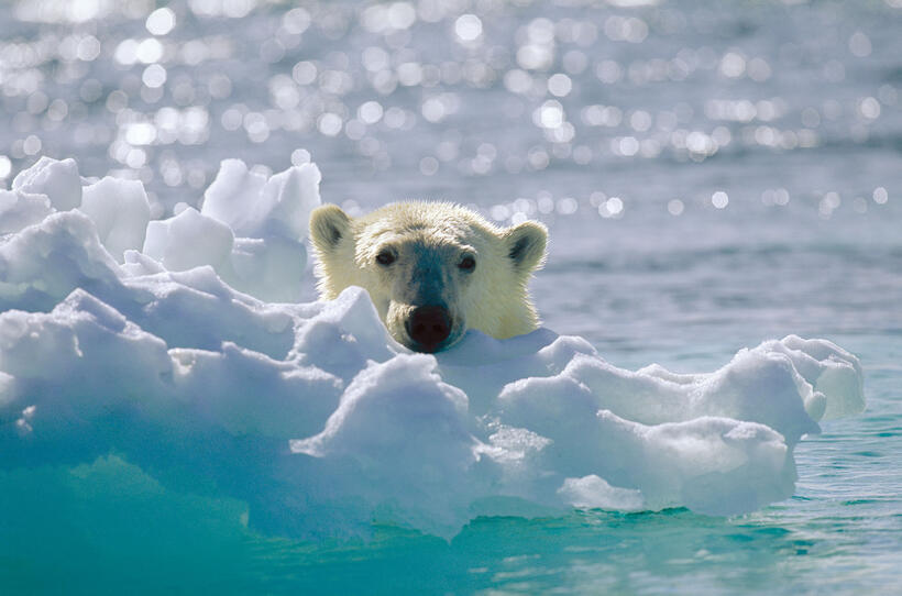 
	Our Favorite Green Movies
