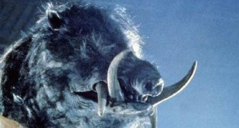 
	Aussie Horrors

