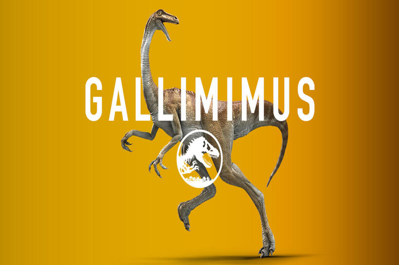 
	Gallimimus
